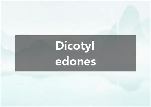 Dicotyledones是什么意思