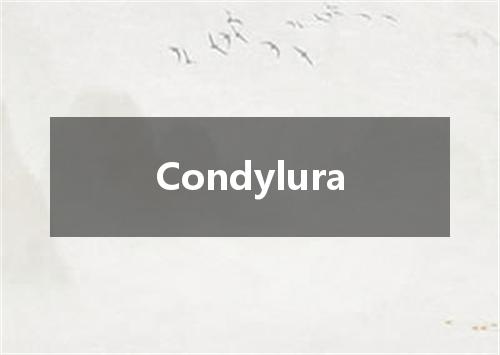 Condylura是什么意思