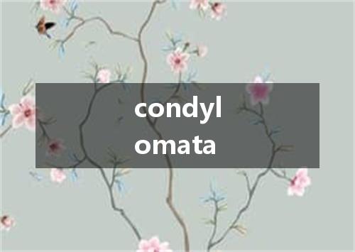 condylomata是什么意思