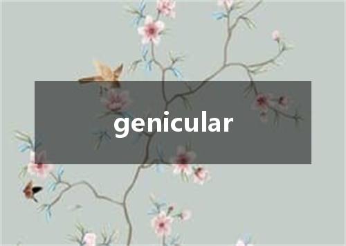 genicular是什么意思