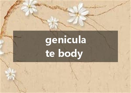 geniculate body是什么意思