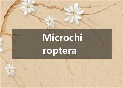 Microchiroptera是什么意思