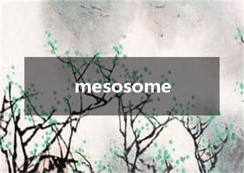 mesosome是什么意思