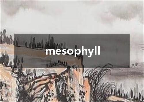 mesophyll是什么意思
