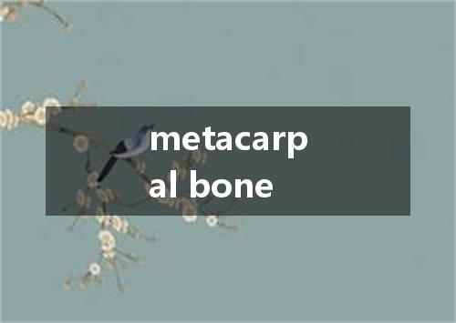metacarpal bone是什么意思