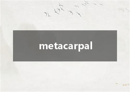 metacarpal是什么意思