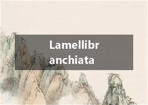Lamellibranchiata是什么意思