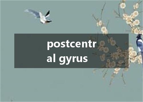 postcentral gyrus是什么意思