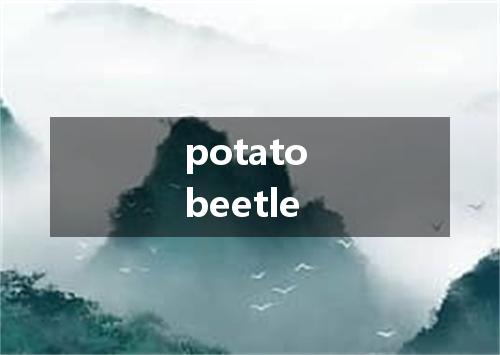 potato beetle是什么意思
