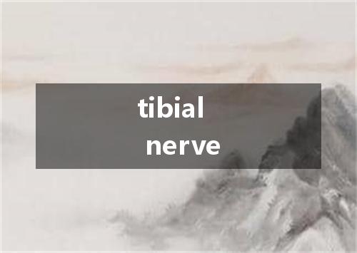 tibial nerve是什么意思