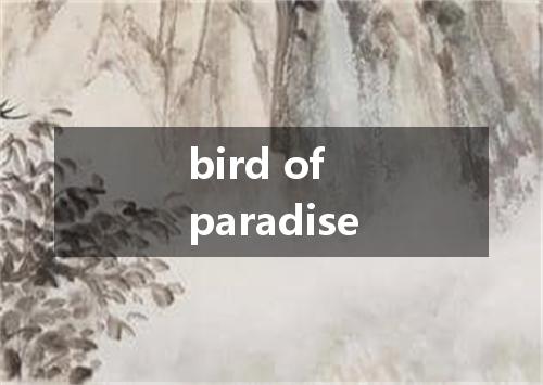 bird of paradise是什么意思