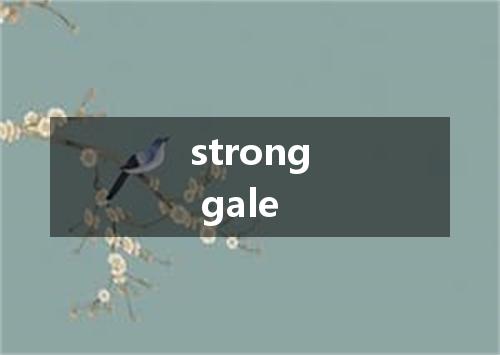 strong gale是什么意思