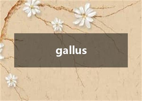 gallus是什么意思