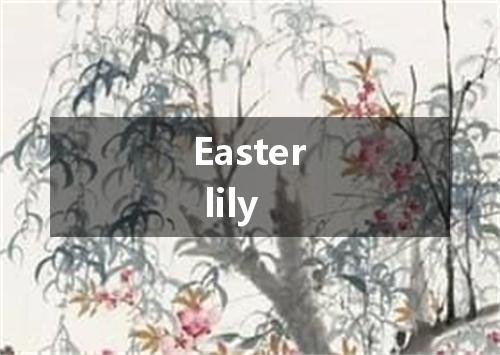 Easter lily是什么意思