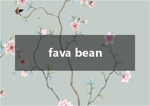 fava bean是什么意思
