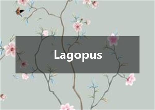 Lagopus是什么意思