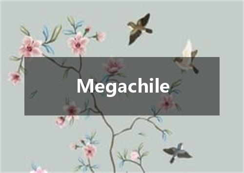 Megachile是什么意思