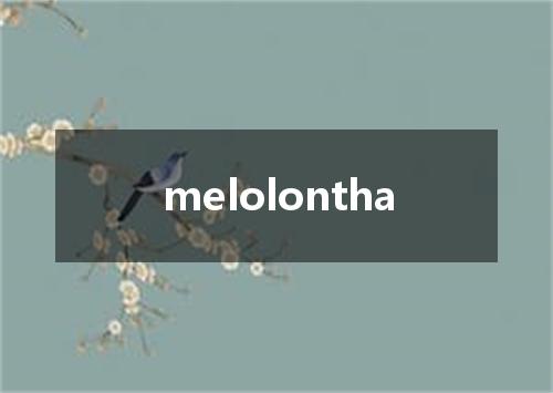 melolontha是什么意思