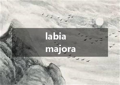 labia majora是什么意思
