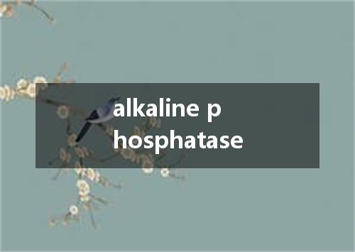 alkaline phosphatase是什么意思