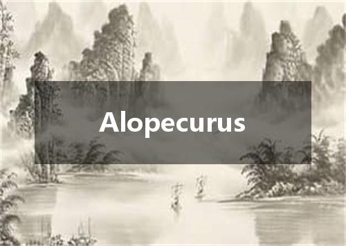 Alopecurus是什么意思