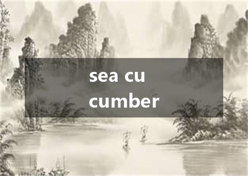 sea cucumber是什么意思