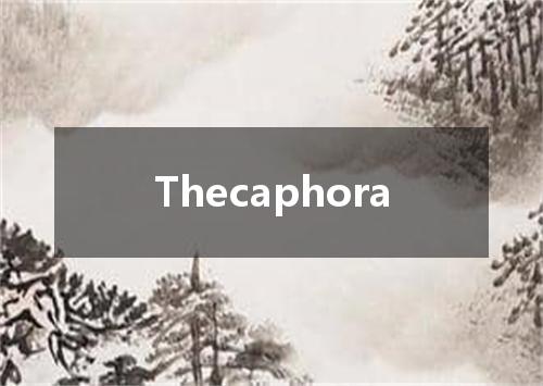 Thecaphora是什么意思