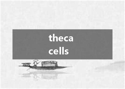 theca cells是什么意思