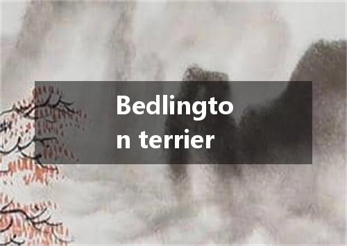 Bedlington terrier是什么意思