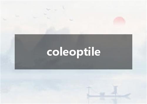 coleoptile是什么意思