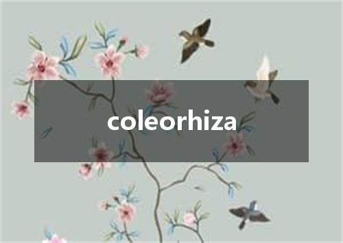 coleorhiza是什么意思