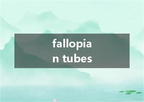 fallopian tubes是什么意思