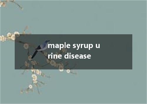 maple syrup urine disease是什么意思