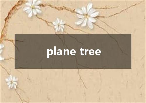 plane tree是什么意思