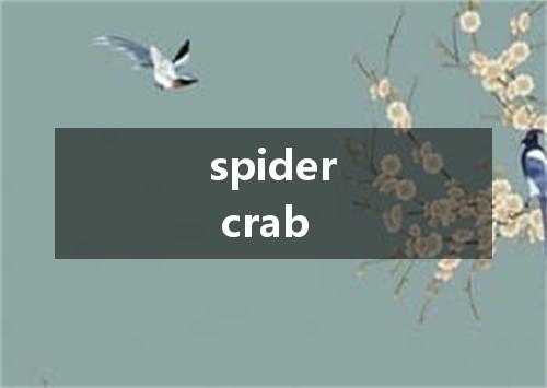 spider crab是什么意思