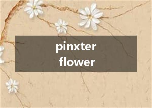 pinxter flower是什么意思