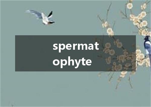 spermatophyte是什么意思