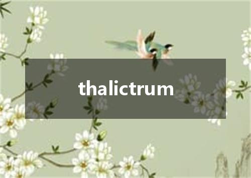 thalictrum是什么意思