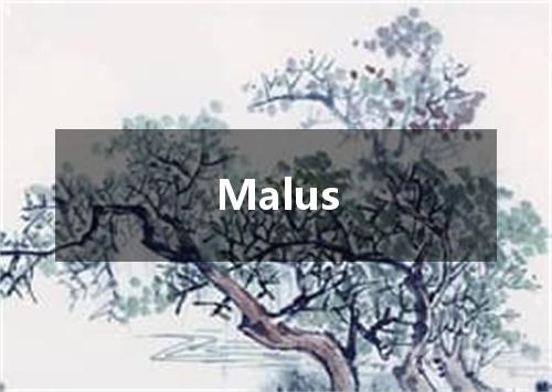Malus是什么意思