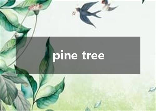 pine tree是什么意思
