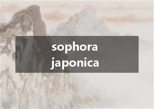 sophora japonica是什么意思