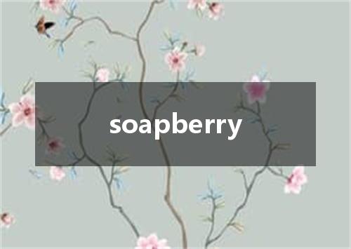 soapberry是什么意思