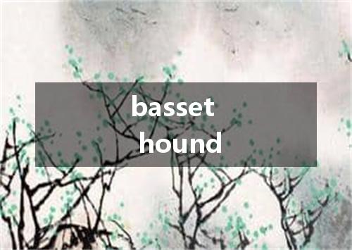 basset hound是什么意思