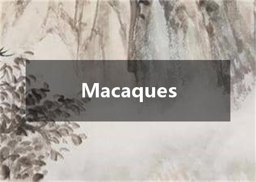 Macaques是什么意思