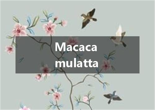 Macaca mulatta是什么意思