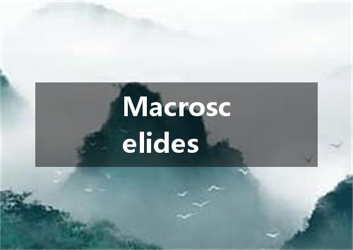 Macroscelides是什么意思
