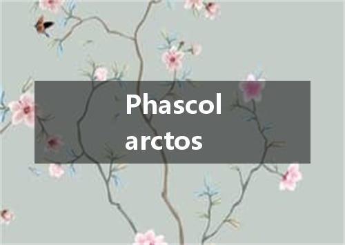 Phascolarctos是什么意思