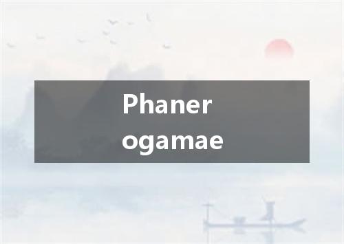 Phanerogamae是什么意思