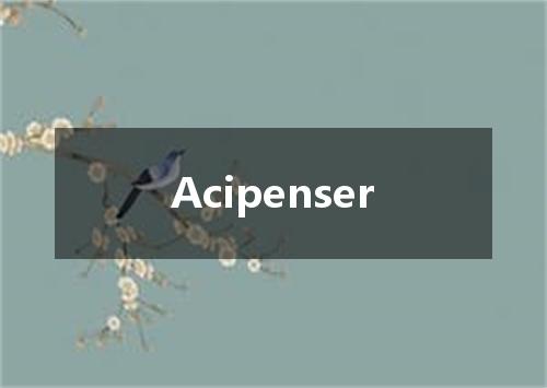 Acipenser是什么意思