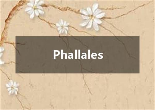 Phallales是什么意思